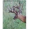 Image 1 : Ohio: Credit Toward a 180-200" Class Trophy Whitetail Deer