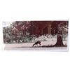 Image 1 : Quiet Forest, Johnny Johnson, Limited Edition #836452