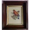 Image 1 : Keulemans Lithograph Prints, Bluethroated #849487
