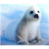 Image 1 : SEAL PUP Professional  inside painted Snuff #873572