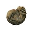 Image 1 : Large Ammonite Prehistoric Shell Fossil.