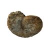 Image 2 : Large Ammonite Prehistoric Shell Fossil.