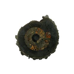 Metallic Prehistoric Shell Fossil.