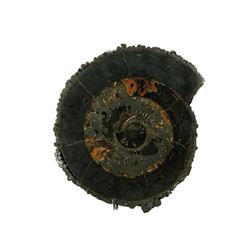 Metallic Prehistoric Shell Fossil.