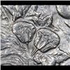 Image 7 : ***Auction Highlight*** 1897-o Morgan Dollar $1 Graded Select Unc By USCG (fc)