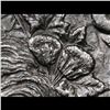 Image 7 : ***Auction Highlight*** 1886-o Morgan Dollar $1 Graded Select Unc PL By USCG (fc)