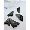 Image 2 : Lot of 5 megaladon teeth