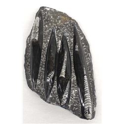 Orthoceras Fossil from Morocco