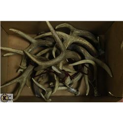 BOX FULL OF ANTLERS - COLLECTIBLE