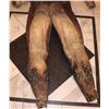 Image 6 : ALIEN VS PREDATOR SCREEN USED SCAR BODY SUIT