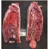 Image 1 : CRIMINAL MINDS SEVERED TORSO SPLIT IN HALF KEEPER QUALITY GORE!