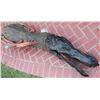 Image 3 : TREMORS 3 ASS BLASTER HEAD MOVING PUPPET COMPLETE SCREEN MATCHED