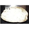 Image 2 : AFTER EARTH SCREEN USED DINOSAUR EGG SHELL 2