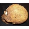 Image 2 : SLEEPY HOLLOW TV HESSIAN THE HEADLESS HORSEMAN SCREEN USED STUNT SKULL
