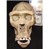 Image 1 : GORILLAS IN THE MIST SCREEN USED GORILLA SKULL
