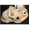 Image 2 : GORILLAS IN THE MIST SCREEN USED GORILLA SKULL