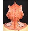 Image 3 : MEN IN BLACK III SCREEN USED BASSCAT ALIEN MASK
