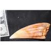 Image 1 : JURASSIC WORLD FALLEN KINGDOM BROKEN INDOMINOUS REX TOOTH