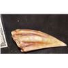 Image 2 : JURASSIC WORLD FALLEN KINGDOM BROKEN INDOMINOUS REX TOOTH