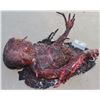 Image 5 : HARBINGER DOWN SPLIT FACE BURNT REMAINS