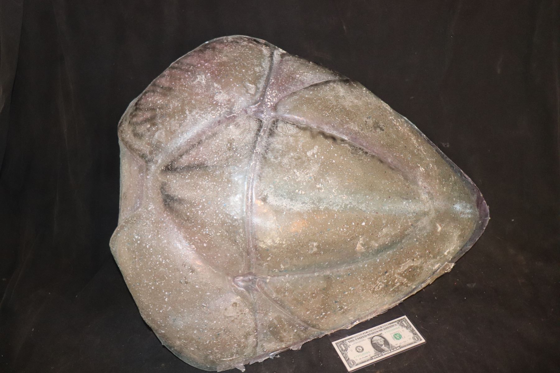 Alien Pod Shell STARSHIP TROOPERS BUG SHELL USED IN ALIEN VS PREDATOR REQUIEM AS A ...