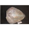 Image 1 : STARSHIP TROOPERS BUG SHELL USED IN ALIEN VS PREDATOR REQUIEM AS A PREDALIEN POD