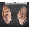 Image 1 : TEEN WOLF 1985 SCREEN USED WEREWOLF EARS MICHAEL J FOX