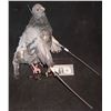 Image 1 : PIGEON ANIMATRONIC ROD PUPPET FROM UNKNOWN FILMS