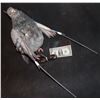 Image 2 : PIGEON ANIMATRONIC ROD PUPPET FROM UNKNOWN FILMS
