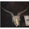 Image 1 : SATANIC PENTAGRAM SKULL WITH HORNS PAINTED BUT NEEDS ASSEMBLY