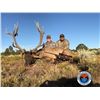 Image 1 : Arizona Hualapai Reservation 2020 Special Bull Elk Permit