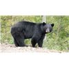 Image 1 : 2020 Guided/Outfitted San Carlos Fall Black Bear hunt for one (1) Hunter