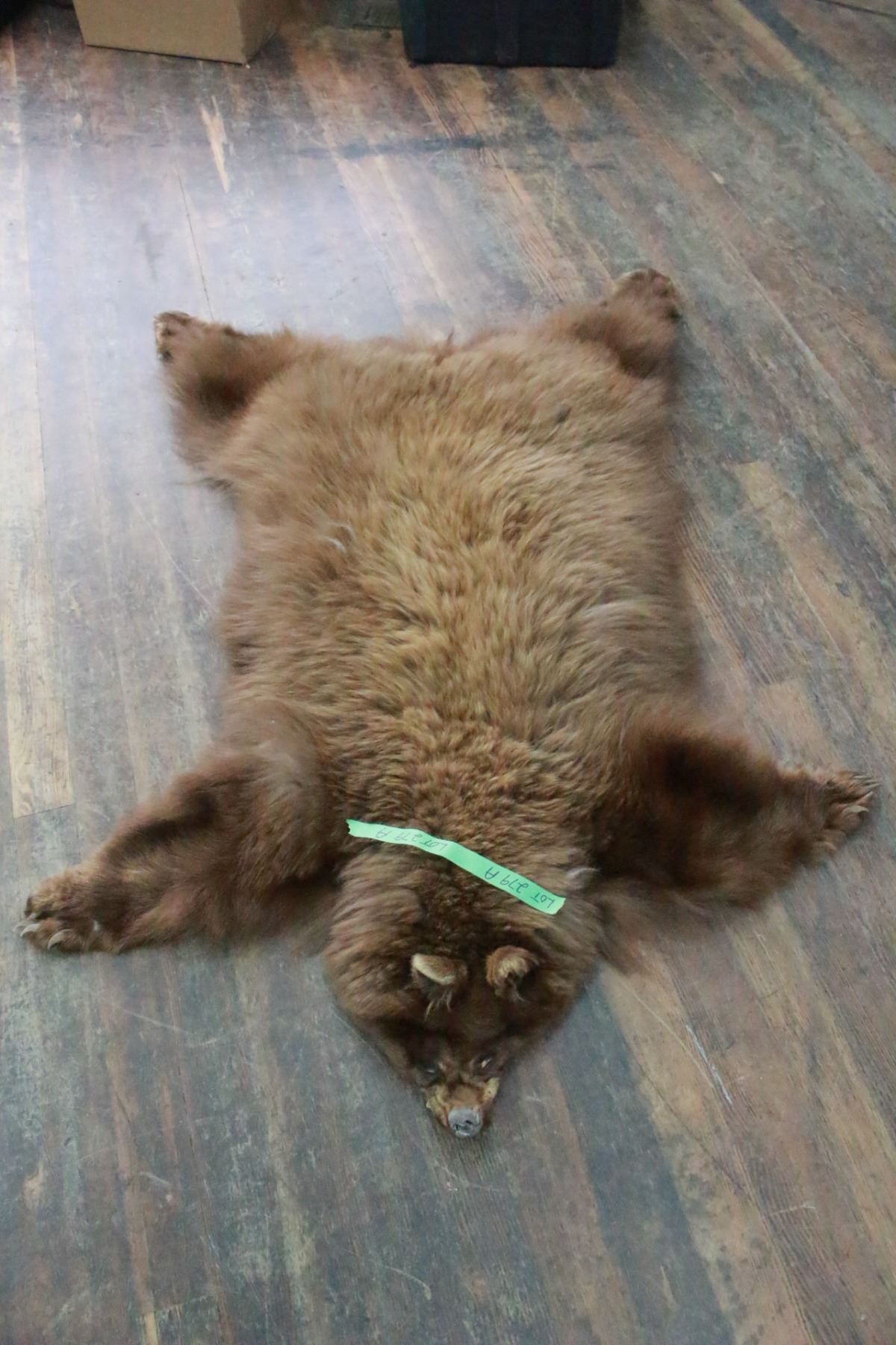 Tanned, Cinnamon Bear Hide Suitable to be made into a rug