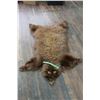Image 1 : Tanned, Cinnamon Bear Hide - Suitable to be made into a rug