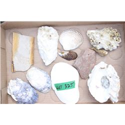 Flat with Sea Shells