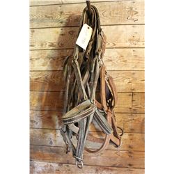 Draft Horse Leather Halters (5)