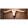 Image 1 : Texas Longhorn Shoulder Mount.