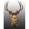 Image 1 : Desert Mule Deer Shoulder Mount.