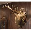 Image 1 : Bull Elk Shoulder Mount.
