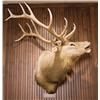 Image 2 : Bull Elk Shoulder Mount.