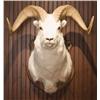 Image 1 : Dall Sheep Shoulder Mount.