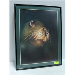 29" X 22" SEAL PHOTOGRAPH