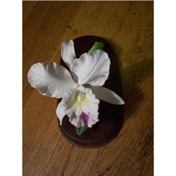 Bone China Orchid with Seperate Wood Base-1985 #863171