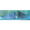 Image 1 : Pair of Glass Angel Wings -  20th-C #870016