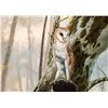 Image 1 : Charles Frace | Barn Owl