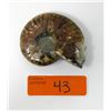 Image 1 : 6 Ounce Hand Carved Skull on Ammonite Shell