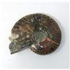 Image 2 : 6 Ounce Hand Carved Skull on Ammonite Shell