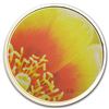 Image 1 : 2013 RCM Magnified Beauty/Eastern Prickly Pear Cactus (Colored)