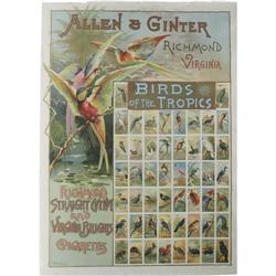 1889 Allen & Ginter N38 Birds of Tropics Poster