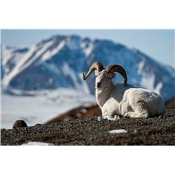 Foster’s Taxidermy Inc. Dall Sheep Shoulder mount